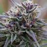 где можно заказать семена конопли Purple Maroc feminised Female Seeds где можно заказать семена конопли Purple Maroc feminised Female Seeds