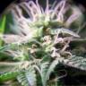 хорошие семена конопли Purple Maroc feminised Female Seeds хорошие семена конопли Purple Maroc feminised Female Seeds