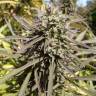 семена конопли курьером Purple Maroc feminised Female Seeds семена конопли курьером Purple Maroc feminised Female Seeds