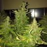семена сортовой конопли Auto Blue Diesel regular семена сортовой конопли Auto Blue Diesel regular