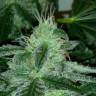 Auto Buddha Syrup feminised Buddha Seeds Auto Buddha Syrup feminised Buddha Seeds