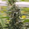 семена конопли в интернете Argali feminised Bang Seeds семена конопли в интернете Argali feminised Bang Seeds