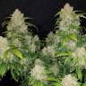 семена конопли для выращивания Auto Zkittlez OG feminised Barneys Farm семена конопли для выращивания Auto Zkittlez OG feminised Barneys Farm