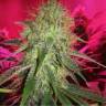 конопля семена сорта заказать 30st Anniversary Mix feminised Dutch Passion Seeds конопля семена сорта заказать 30st Anniversary Mix feminised Dutch Passion Seeds