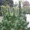 семена конопли с доставкой Gelato-K feminised Kannabia Seeds семена конопли с доставкой Gelato-K feminised Kannabia Seeds