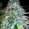заказ семян конопли Serious Happiness regular Serious Seeds заказ семян конопли Serious Happiness regular Serious Seeds