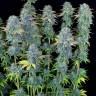 где заказать семена конопли Serious Happiness regular Serious Seeds где заказать семена конопли Serious Happiness regular Serious Seeds