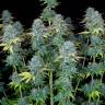 семена конопли почтой Serious Happiness regular Serious Seeds семена конопли почтой Serious Happiness regular Serious Seeds