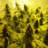 Семена марихуаны оптом Auto Mohan Ram feminised GanjaLiveSeeds Семена марихуаны оптом Auto Mohan Ram feminised GanjaLiveSeeds