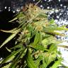 Недорогие семена марихуаны Auto Mohan Ram feminised GanjaLiveSeeds Недорогие семена марихуаны Auto Mohan Ram feminised GanjaLiveSeeds