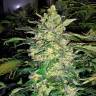 заказ семян конопли Москва Great White Shark feminised заказ семян конопли Москва Great White Shark feminised