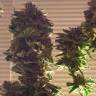 семена конопли аутдор Auto Critical CBD feminised семена конопли аутдор Auto Critical CBD feminised