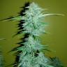 семена конопли аутдор Auto CBD Lemon Potion feminised Barneys Farm семена конопли аутдор Auto CBD Lemon Potion feminised Barneys Farm