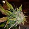 семена конопли элитных сортов Auto CBD Lemon Potion feminised Barneys Farm семена конопли элитных сортов Auto CBD Lemon Potion feminised Barneys Farm