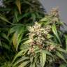 заказ семян конопли Спб CBD Rich Mix feminised Dutch Passion Seeds заказ семян конопли Спб CBD Rich Mix feminised Dutch Passion Seeds