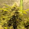семена конопли дешево AK-48 regular Nirvana Seeds семена конопли дешево AK-48 regular Nirvana Seeds