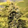 семена конопли с доставкой AK-48 regular Nirvana Seeds семена конопли с доставкой AK-48 regular Nirvana Seeds