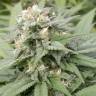 заказать качественные семена конопли Warlock regular Serious Seeds заказать качественные семена конопли Warlock regular Serious Seeds