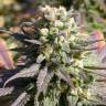 конопля семена сорта заказать Warlock regular Serious Seeds конопля семена сорта заказать Warlock regular Serious Seeds