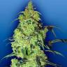 Качественные семена марихуаны Auto Blow Mind feminised GanjaLiveSeeds Качественные семена марихуаны Auto Blow Mind feminised GanjaLiveSeeds