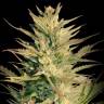 где заказать семена конопли в рф Auto Durban Poison feminised где заказать семена конопли в рф Auto Durban Poison feminised