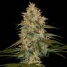 заказ семян конопли Москва Chocolope Kush feminised DNA Genetics заказ семян конопли Москва Chocolope Kush feminised DNA Genetics