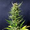 качественные семена конопли Karibbean Mango feminised Kannabia Seeds качественные семена конопли Karibbean Mango feminised Kannabia Seeds