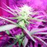 семена конопли недорого Karibbean Mango feminised Kannabia Seeds семена конопли недорого Karibbean Mango feminised Kannabia Seeds
