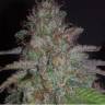 купить семена конопли Karibbean Mango feminised Kannabia Seeds купить семена конопли Karibbean Mango feminised Kannabia Seeds