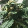семена конопли курьером Kosher Kush regular Reserva Privada семена конопли курьером Kosher Kush regular Reserva Privada