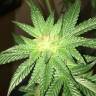 семена конопли для посадки купить Kosher Kush regular Reserva Privada семена конопли для посадки купить Kosher Kush regular Reserva Privada