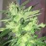 семена конопли для курения Kosher Kush regular Reserva Privada семена конопли для курения Kosher Kush regular Reserva Privada