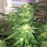 семена конопли для выращивания Kosher Kush regular Reserva Privada семена конопли для выращивания Kosher Kush regular Reserva Privada
