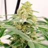 Семена марихуаны в России Kerosene Krash feminised Ganja Seeds Семена марихуаны в России Kerosene Krash feminised Ganja Seeds