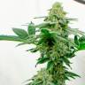 Семена конопли недорого Kerosene Krash feminised Ganja Seeds Семена конопли недорого Kerosene Krash feminised Ganja Seeds