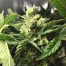 мощные семена конопли Skunk Amsterdam feminised мощные семена конопли Skunk Amsterdam feminised