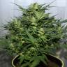 хорошие семена конопли Grapefruit Alpha Dog feminised хорошие семена конопли Grapefruit Alpha Dog feminised