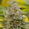семена конопли индика Grapefruit Alpha Dog feminised семена конопли индика Grapefruit Alpha Dog feminised