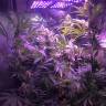 семена конопли дешево Acapulco Gold feminised Barneys Farm семена конопли дешево Acapulco Gold feminised Barneys Farm