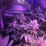 семена конопли с доставкой Acapulco Gold feminised Barneys Farm семена конопли с доставкой Acapulco Gold feminised Barneys Farm