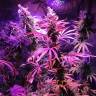 мощные семена конопли Acapulco Gold feminised Barneys Farm мощные семена конопли Acapulco Gold feminised Barneys Farm