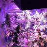 семена конопли сорта сатива Acapulco Gold feminised Barneys Farm семена конопли сорта сатива Acapulco Gold feminised Barneys Farm
