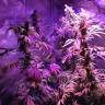 семена конопли в фирменной упаковке Acapulco Gold feminised Barneys Farm семена конопли в фирменной упаковке Acapulco Gold feminised Barneys Farm