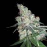 где заказать семена конопли Chocolope feminised DNA Genetics где заказать семена конопли Chocolope feminised DNA Genetics