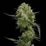 семена конопли наложенным платежом Chocolope feminised DNA Genetics семена конопли наложенным платежом Chocolope feminised DNA Genetics