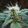 семена конопли для выращивания Blueberry regular Dutch Passion Seeds семена конопли для выращивания Blueberry regular Dutch Passion Seeds