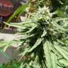 заказ семян конопли Kritikal-K feminised Kannabia Seeds заказ семян конопли Kritikal-K feminised Kannabia Seeds