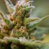 семена конопли наложенным платежом Kritikal-K feminised Kannabia Seeds семена конопли наложенным платежом Kritikal-K feminised Kannabia Seeds