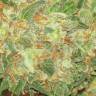 семена конопли почтой Kritikal-K feminised Kannabia Seeds семена конопли почтой Kritikal-K feminised Kannabia Seeds
