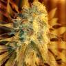 заказ семян конопли Москва Kritikal-K feminised Kannabia Seeds заказ семян конопли Москва Kritikal-K feminised Kannabia Seeds